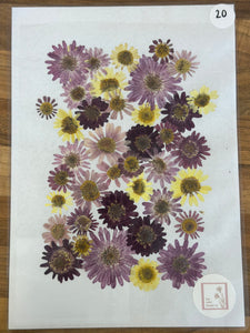 Pressed Flowers