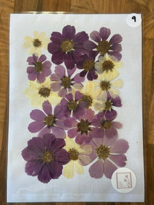 Pressed Flowers