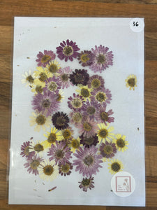 Pressed Flowers