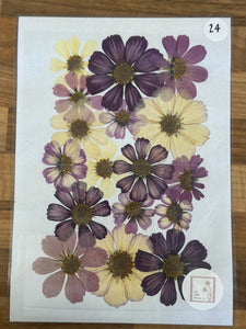 Pressed Flowers